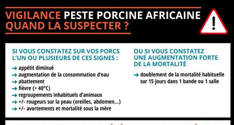 Vigilance peste porcine Africaine !